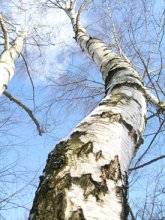 Und immer noch am Himmel ... / ***