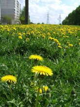 Summer ... Start ... / ***