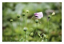 Aus dem Leben von Mohnblumen / ......