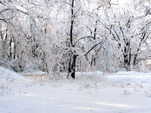 Winterwald / ***