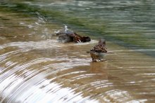Schwimmkurs / ***