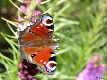 Schmetterling auf einer Blume. / ***