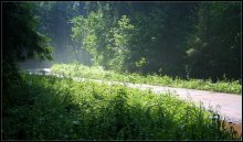 FOREST Morgen nach der REGEN ... / ***