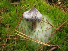 Pilz in der Box / .....