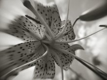 Blumen / ***