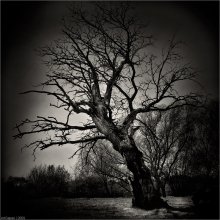 * Portrait of Tree * / ***