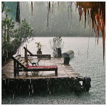 Die Stimmung eines tropischen regen .. / ***
