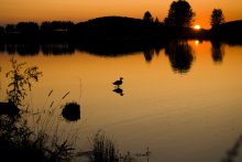 Ente und ein Sonnenuntergang / ***
