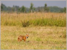 Treffen auf der Jagd / ***