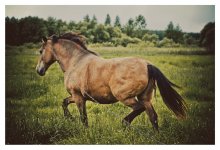 Pferde / http://dide.blogi.by