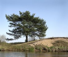 Letzter Baum Belarus / ***