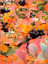 Herbst / ***