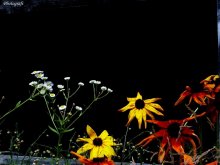 Flowers of Hell / ***