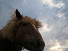 Horse Show Mehl / ***