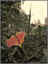 Der erste flüstert der Fall ......... / ..................