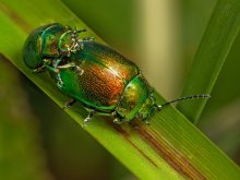 Käfer / Chrysolina fastuosa