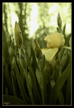 Iris Knospen / ***