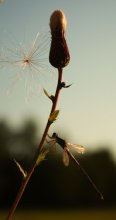 Grasshopper Libelle / ***