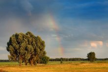 Rainbow auf dem Feld in Rot Farm Belarussii / 9.07.2009 20:40:24;

Tv 1/8,
Av 11, ISO 100