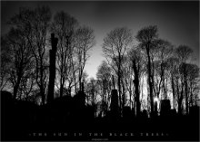 [ The sun in the black trees ] / ***