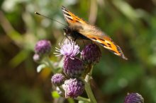 Variegated Schmetterling / ***