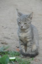 Kitten mit einer Gurke / ***