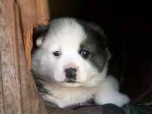 Hund / ***