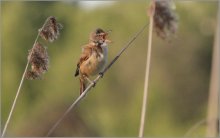 singing in the reeds / ***