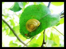 Schnecke =) / ***