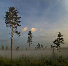 Wald haben verasne / ***