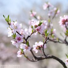 Frühling im Herbst / ***