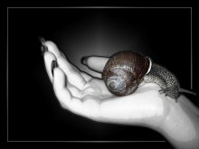 Schnecke in der Handfläche / ***