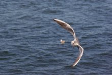Flugtests. Überlast. / *****