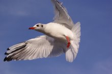 Flugtests. Die Hemmung. / *****