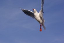 Flugtests. / *****