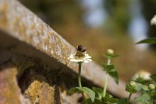 Blumen und Steine / ***