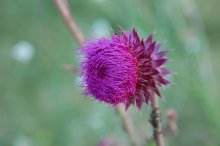 Distel / ***