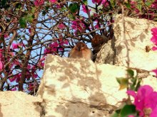 Verschmelzung mit der Natur / *****