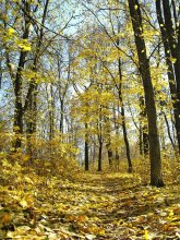 Im Vorgriff auf die Gold- / ***