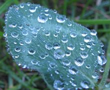 Nach dem Regen / -----