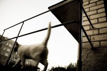 die Katze, die Spaziergänge ... / ***