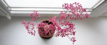 rosa Blumen auf meinem Fensterbrett / ***