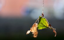 Herbstmotiv / ---------------------------------