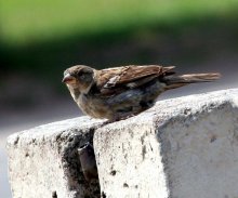 Schalten vodichku, bitte ... / ***