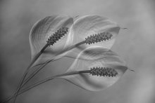 trio... / ***