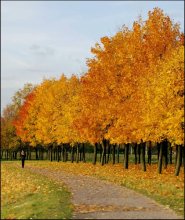 Pathway in den goldenen Herbst. / ......
