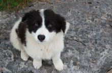Hund / --------------------------------------->