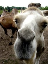 Smack auf dem Kamel)))) / ***