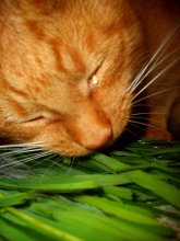 Kitten frisst)))) / ***