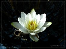 Bringen Sie in das Herz des weißen Lotus ... / ***
